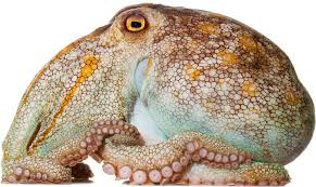 Image result for Octolepis