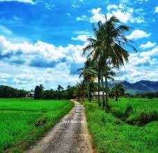 Alam memberikan berbagai pilihan warna untuk dinikmati dan diabadikan dalam sebuah bingkai gambar pemandangan yang cantik. Kampung Wallpaper Pemandangan Sawah Padi Wallpapershit