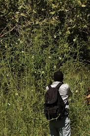 Image result for Hibiscus nigricaulis