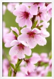 Peach trees are exceptional fruit trees that call for a little care before harvesting peaches. 11 Peaches Tree Blooms Fruit Ideas Peach Trees Tree Fruit