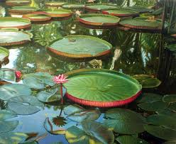 Vitoria Regia Celio Nunes