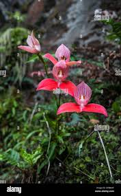 Image result for Disa robusta