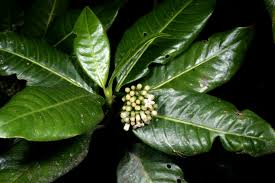 Image result for Psychotria djumaensis