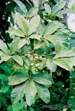 Image result for Vitex doniana