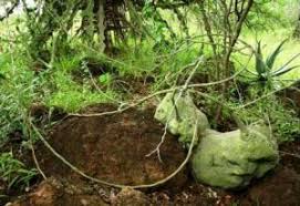 Image result for Sartidia angolensis