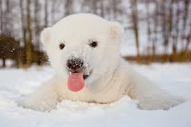 15 polar bears to get you through the (not quite) polar vortex