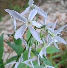 Image result for Tabernaemontana brachyantha