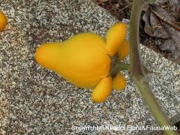 Image result for Solanum mammosum