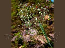 Image result for Briza minor