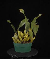 Image result for Bonatea antennifera