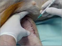 Few models of experimental brain stem surgery exist in the literature. Mesenchymal Stem Cells In Osteotomy Repair After Tibial Tuberosity Advancement In Dogs With Cranial Cruciate Ligament Injury Journal Of Experimental Orthopaedics Full Text