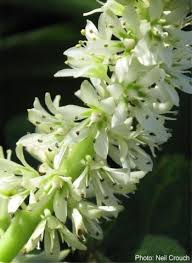 Image result for Eucomis zambesiaca
