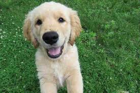 Hello, we have several litters of golden doodle puppies for sale in flushing, bayside, queens ny, new york available now & the rest of 2018. 37 Chesapeake Golden Retriever With Pictures On 2021