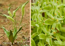 Image result for Schizocarphus nervosus