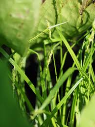 Image result for Carex leptosaccus