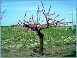 We did not find results for: How To Prune Peaches Tips And Videos For Beginner Gardeners Peach Pruning Is A Painstaking And Indispensable Process