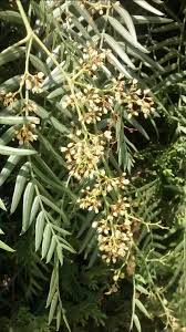 Image result for Schinus molle