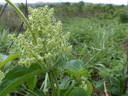 Image result for Hoslundia