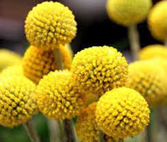 Craspedia Globosa Billy Buttons 50 Seeds Everlasting Great Dried Flower Also Known As Drum Billy Buttons Flowers Perennials Craspedia