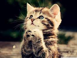 » cute cat wallpaper pack, 4k cat wallpapers. 58 Cat Wallpapers Hd 4k 5k For Pc And Mobile Download Free Images For Iphone Android