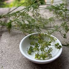 Image result for Coriandrum sativum