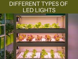 Therefore, move your light up as the plant grows to keep the distance uniform. How Far Away Should Led Grow Lights Be From Plants Greenhouse Today