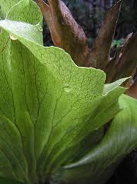 Nama saintifik pokok tanduk rusa. Deer S Horn Pokok Tanduk Rusa After Rain Plant Leaves Deer Horn Plants