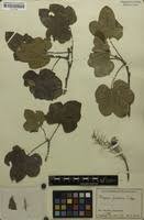 Image result for Thespesia garckeana