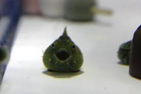 スライムではありません そっくりだけどダンゴウオという魚です ダンゴウオ フウセンウオ かわいい魚