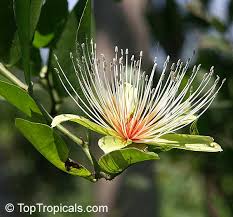Image result for Capparis erythrocarpos