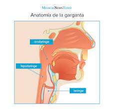 Cancer De Garganta Sintomas Fotos Causas Y Tratamiento