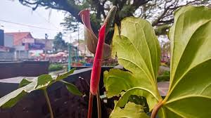 Image result for Anchomanes