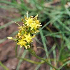 Image result for Bulbine capitata