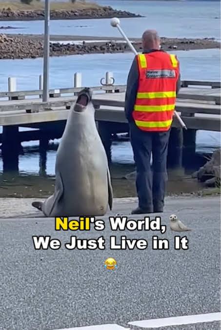 Neil the Seal: Funny Seal Moments and Cute Encounters