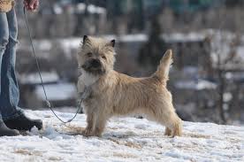 Feel free to browse hundreds of active classified puppy for sale listings, from dog breeders in pa and the surrounding areas. 7 Reasons Not To Get A Cairn Terrier