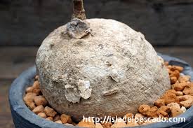 Image result for Raphionacme madiensis