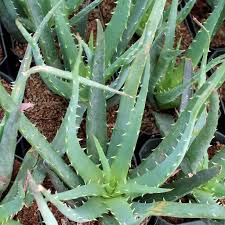 Maybe you would like to learn more about one of these? Aloe X Humilis Andhogp Hedgehog Spider Aloe Vera Plants4home