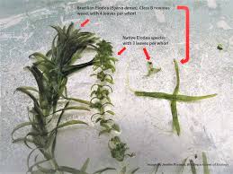 Image result for Elodea