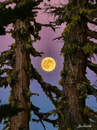 Panther Meadows to Grey Butte hike with dog