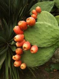 It is noted for its sweet fruit that is typically ready for picking from early spring until fall, depending on the cultivar. Harvesting Nopales Prickly Pear Prickly Pear Cactus Cactus Flower