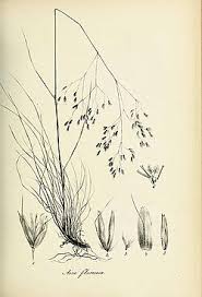 Image result for Avenella