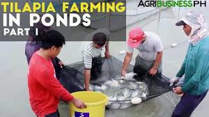 Tilapia Farming In Ponds Part 1 Tilapia Farming In The Philippines Agribusiness Philippines Youtube