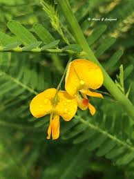 Image result for Sesbania pachycarpa