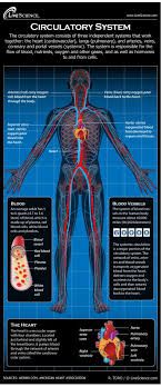 Major blood vessels of the body. Human Circulatory System Diagram How It Works Live Science