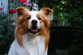 Australian Red Border Collie Diamond Of Whitecastle Elvis Lobo