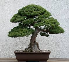 Bonsai & Penjing Museum Collections in DC — National Bonsai Foundation