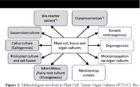 Organ culture is a type of tissue culture that involves isolating an organ for in vitro growth. Plant Cell Tissue And Organ Culture The Most Flexible Foundations For Plant Metabolic Engineering Applications Semantic Scholar