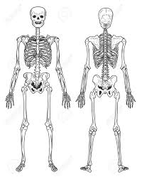 Different types of bones have differing shapes related to their particular function. Skeleton Structure Back And Front View Human Bones Royalty Free Cliparts Vectors And Stock Illustration Image 138258490