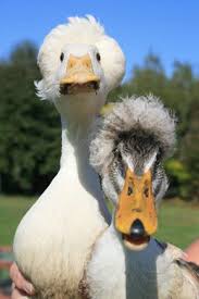 Check spelling or type a new query. Funny Pfp Ducks Novocom Top