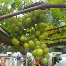 Arti fakta menarik dari bunga aster toko bunga online tws. Bibit Unggulan Tanbuah Anggur Yellow Belgia Aka Kediri Kuning Cepat Berbuah Shopee Indonesia